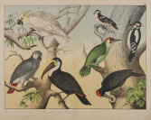 A Collection of Thirty Lithographic Plates [Unknown author]