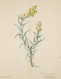 Herbarium [Unknown author]