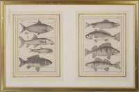 Two Engravings with Fish []