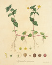 Satz von sechs illustrierten Handbücher mit botanischer Thematik [Friedrich Dreves, Friedrich Gottlob Hayne (1763-1832)]