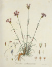 Set of Six Illustrated Handbooks with Botanical Themes [Friedrich Dreves, Friedrich Gottlob Hayne (1763-1832)]