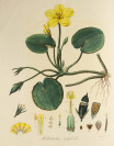 Soubor šesti obrázkových příruček s botanickou tematikou [Friedrich Dreves Friedrich Gottlob Hayne (1763-1832)]