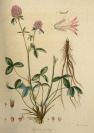 Satz von sechs illustrierten Handbücher mit botanischer Thematik [Friedrich Dreves Friedrich Gottlob Hayne (1763-1832)]
