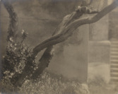 Detail eines Bäumes, Udine [Adolf Schneeberger (1897-1977)]