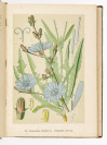 Léčivé rostliny (HEILPFLANZEN – HERBARIUM) [František Dlouhý (1852-1912)]