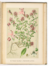 Léčivé rostliny (Herbář) [František Dlouhý (1852-1912)]