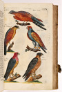 Naturgeschichte aus den besten Schriftstellern mit Merianischen und neuen Kupfern. 1.-6. Abschnitt der Vögel [Friedrich August Weber (1753-1806), Matthäus Merian ml. (1621-1687)]