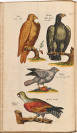 Naturgeschichte aus den besten Schriftstellern mit Merianischen und neuen Kupfern. 1.-6. Abschnitt der Vögel [Friedrich August Weber (1753-1806), Matthäus Merian d. J. (1621-1687)]