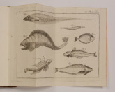 Vollständiges Natursystem [Carl Linné (1707-1778)]