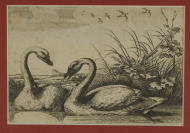 Two Swans [Václav Hollar (1607-1677) Francis Barlow (1626-1702)]