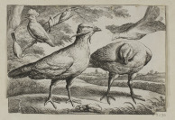 Two Etchings with Birds [Václav Hollar (1607-1677) Francis Barlow (1626-1702)]