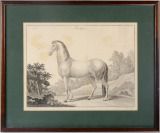 A Horse [Carl Moritz Berggold (1759-1814)]