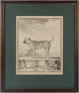 Dvojice psů [Pierre Charles Baquoy (1759-1829) Georges-Louis Leclerc de Buffon (1707-1788)]
