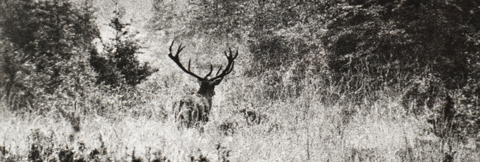Deer, ca. 1972 [Sláva Štochl]